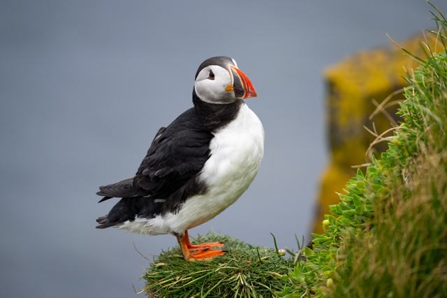 The Westman Islands, Your Way